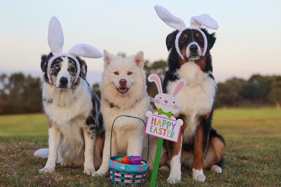 Annual Dog Easter Egg Hunt at Hollywood Feed (Peachtree Corners) FREE
