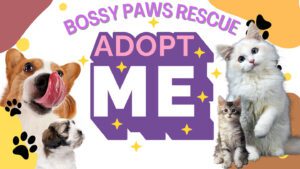 bossy-paws