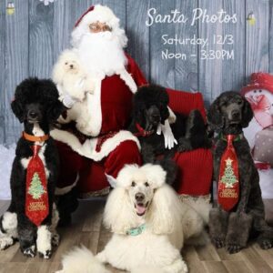 pet santa pic