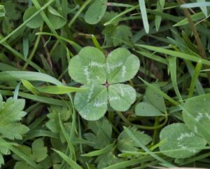 Four-Leaf Clover