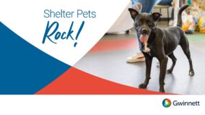 shelter pets rock