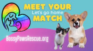 pet match