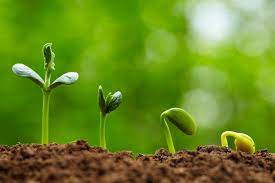 Seed Swap & Gardening with UGA Extension - Ready Set Gwinnett