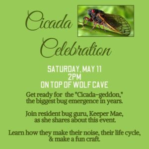 cicada-celebratioon-YRWS