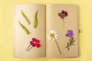 Little Naturalist: Sunflowers