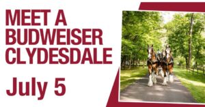 meet-a-clydsdale