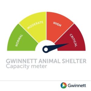 animal shelter full