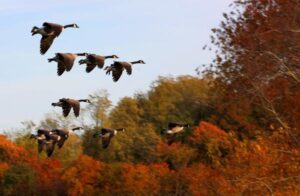 Migratory_Birds