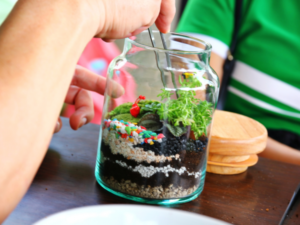 Terrarium_1
