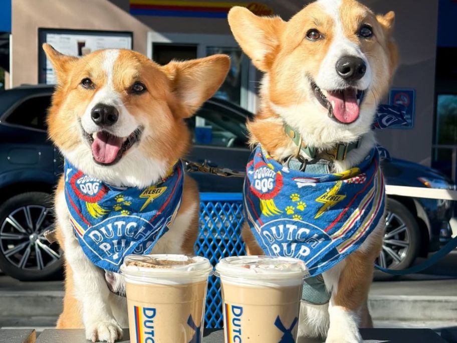 Dutch-Bros-Dog-Bandanas-2597370851